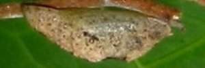 Pupae